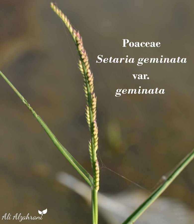 Setaria geminata - تصوير د. علي الزهراني