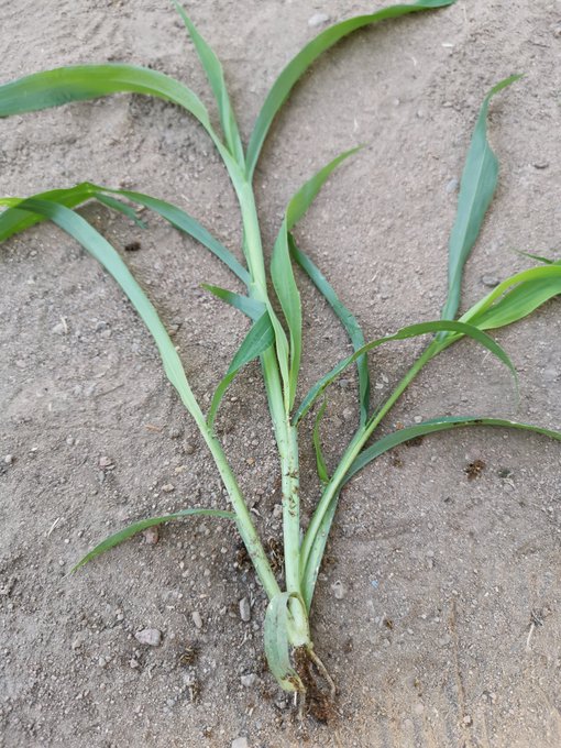 setaria_pumila_2