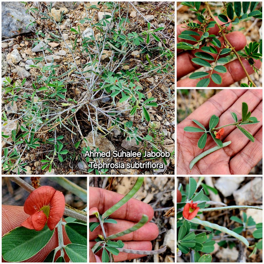 Tephrosia subtriflora - تصوير أ