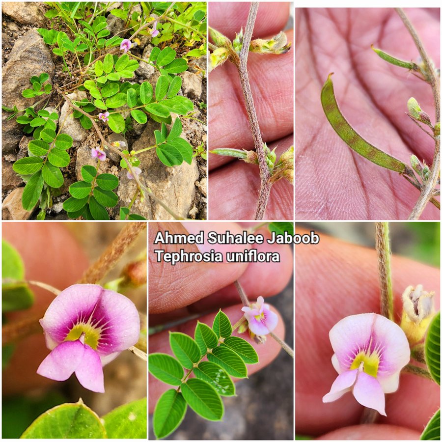 Tephrosia uniflora - تصوير أ