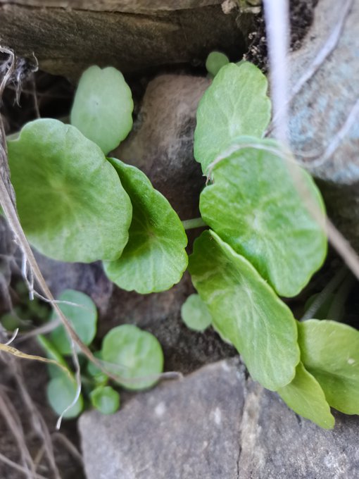 الخيف (سرة الأرض) - تصوير أ