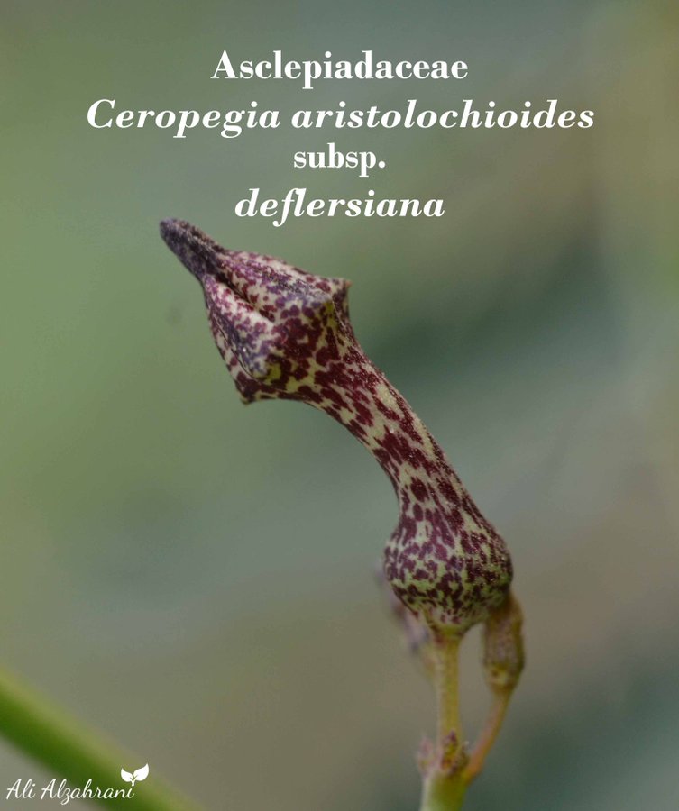 ceropegia_aristolochioides-المشكاه (الغشوه) - تصوير د