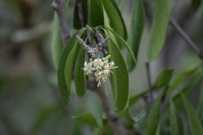 coptosperma_graveolens-الشذا العربي - تصوير د