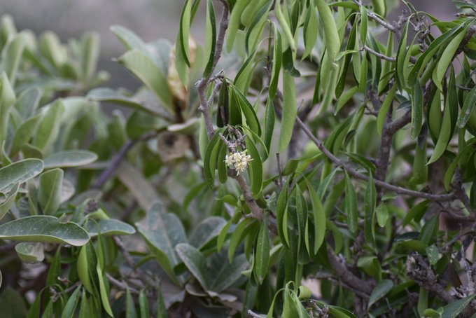 coptosperma_graveolens-الشذا العربي - تصوير د