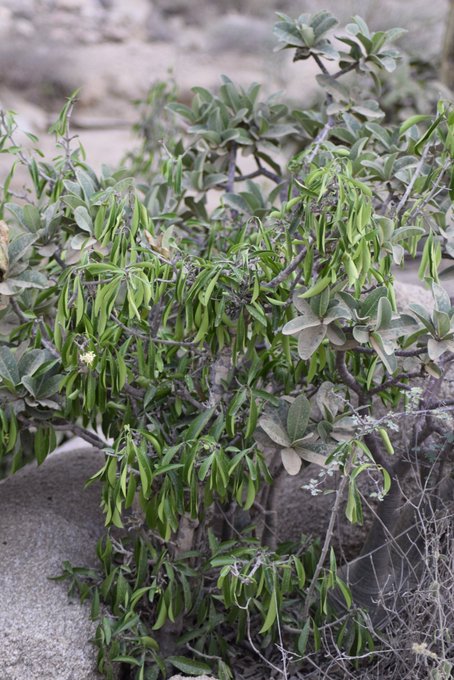 coptosperma_graveolens-subsp_arabicum_3