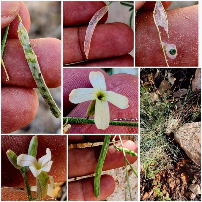 Farsetia linearis - تصوير أ