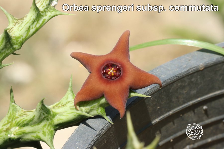 Orbea sprengeri subsp. commutata - تصوير أ. عيسى الفيفي