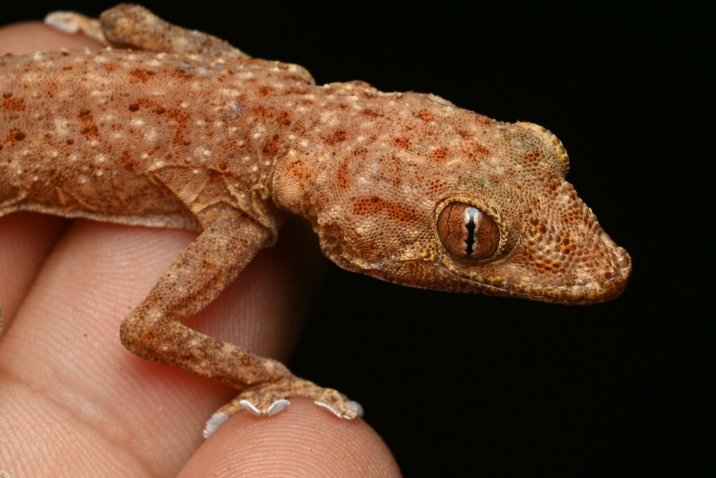  Ptyodactylus ananjevae